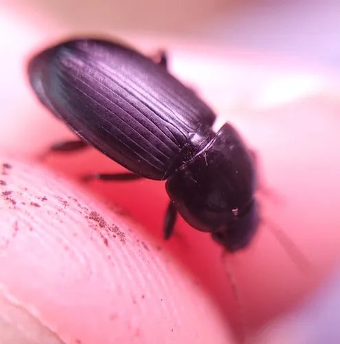 Harpalus fuscipalpis