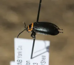 Red-lined Flea Beetle thumbnail 2