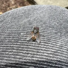 Face fly thumbnail 3