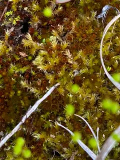Ptychostomum creberrimum thumbnail 2