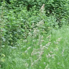orchard grass thumbnail 2