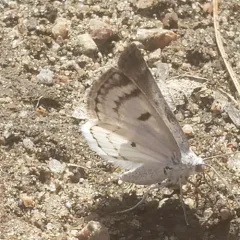 Bluish Spring Moth thumbnail 3