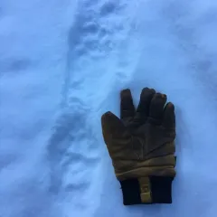 Wolverine thumbnail 4