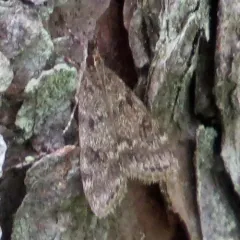 Dark Brown Scoparia Moth thumbnail 4