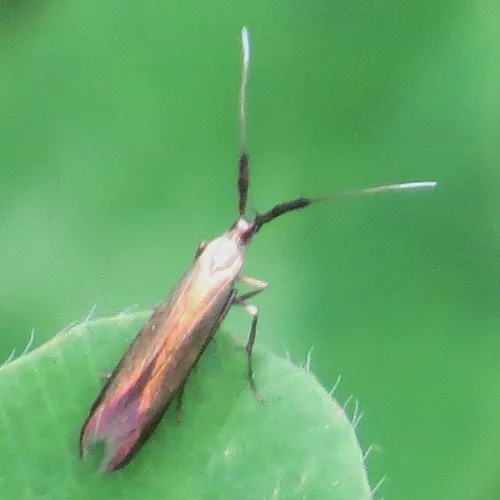 Metallic Coleophora Moth