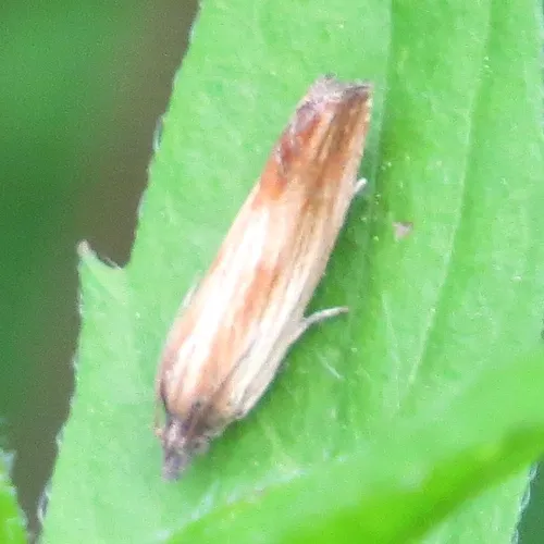 Smoky-striped Eucosma Moth