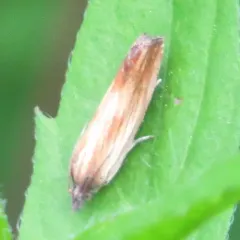 Smoky-striped Eucosma Moth thumbnail 1