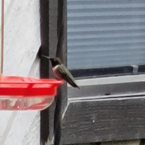 Black-chinned Hummingbird