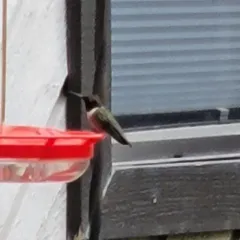 Black-chinned Hummingbird thumbnail 1
