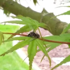 White-bowed Smoothwing thumbnail 3