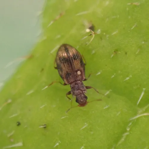 Cartodere bifasciata