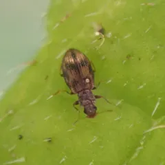 Cartodere bifasciata thumbnail 1