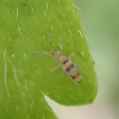 Entomobrya triangularis thumbnail 2