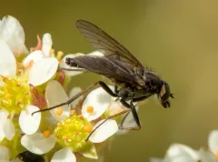 Rhagio incisus thumbnail 2