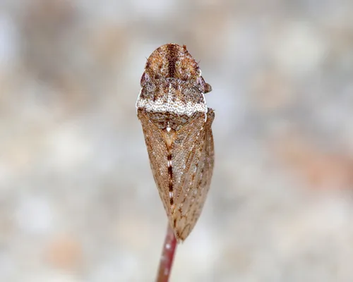 Xerophloea major