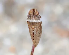 Xerophloea major thumbnail 1