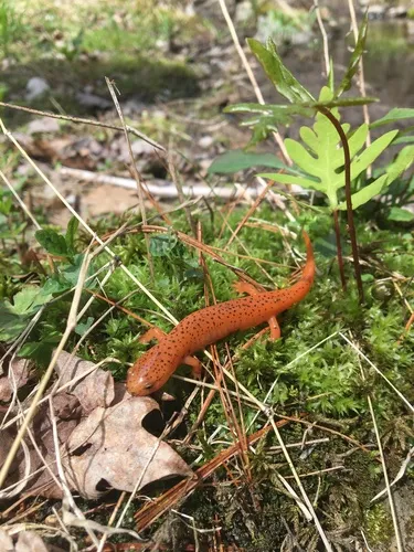 Red Salamander