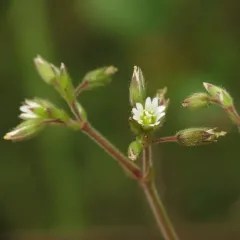 Sticky mouse-ear chickweed thumbnail 3