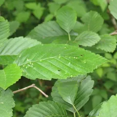 Alder Leaf Gall Mite thumbnail 2