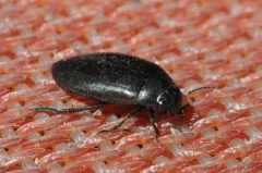 Colymbetes longulus thumbnail 2