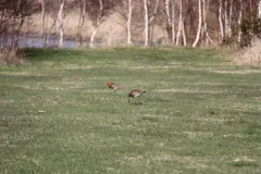 Black-tailed Godwit thumbnail 2