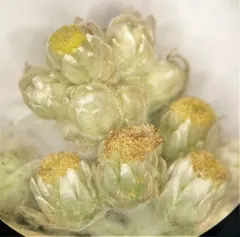 Northwestern rabbit-tobacco thumbnail 3