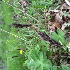 sensitive fern thumbnail 6
