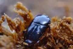 Platylomalus aequalis thumbnail 3