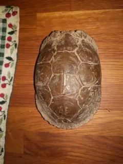 Three-toed Box Turtle thumbnail 4