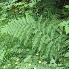 lady fern thumbnail 2