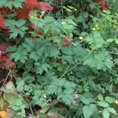Cutleaf Blackberry thumbnail 2