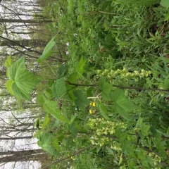 American Black Currant thumbnail 4