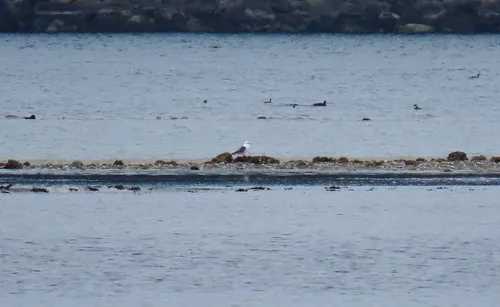 Red-legged Kittiwake