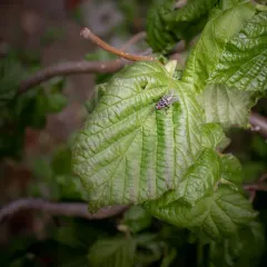 Anthomyia procellaris thumbnail 3
