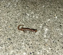 Wandering Salamander thumbnail 3