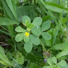 Black Medick thumbnail 4