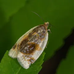 Black-patched Clepsis Moth thumbnail 4