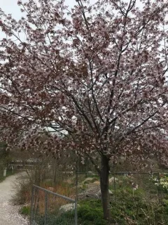 North Japanese hill cherry thumbnail 2