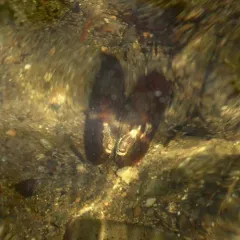 Eastern Elliptio thumbnail 4