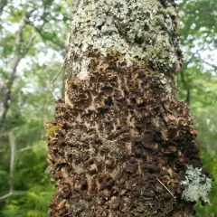 Fringed Moon Lichen thumbnail 4