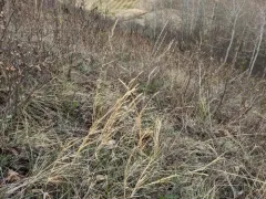 Green Muhly thumbnail 3