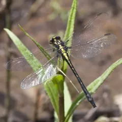 Rapids Clubtail thumbnail 4