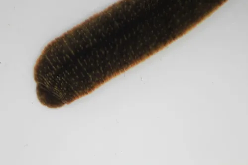 Erpobdella dubia