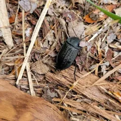 Garden Carrion Beetle thumbnail 2