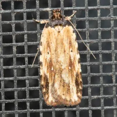 Beggartick Leaffolder Moth thumbnail 4