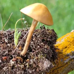 Common Fieldcap thumbnail 2