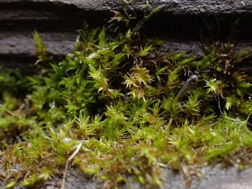 Fountain Feather-moss