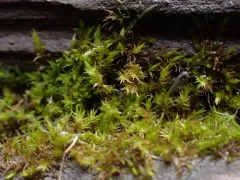 Fountain Feather-moss thumbnail 1