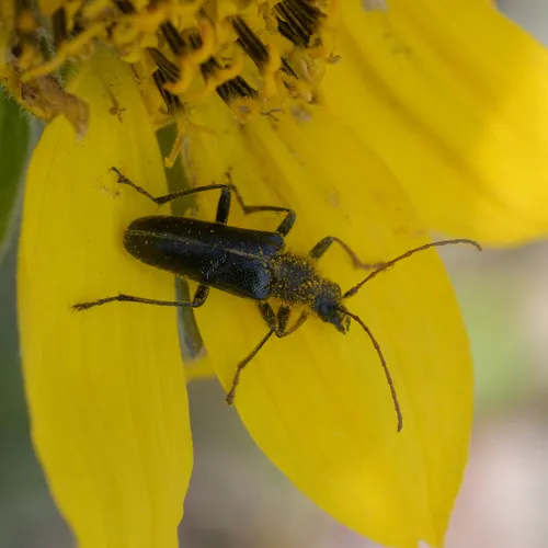 Cortodera nitidipennis