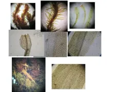 Ulota intermedia thumbnail 2